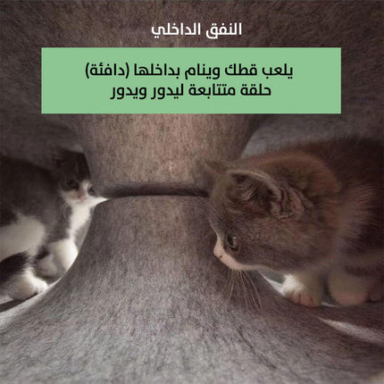 بيت القطط