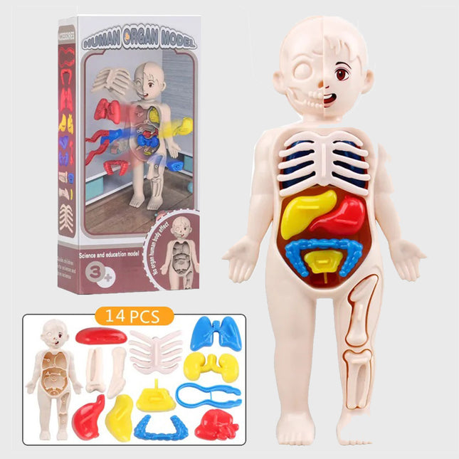 لعبة تعليمية تجميع أجزاء الإنسان Educational game assembling human parts